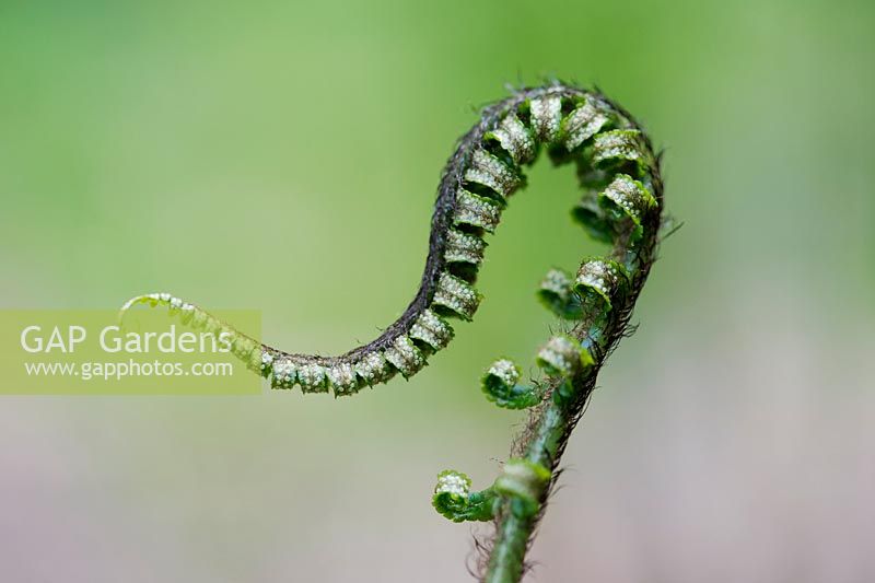 Dryopteris atrata - Shaggy Shield Fern or Hardy Shield Fern unfurling