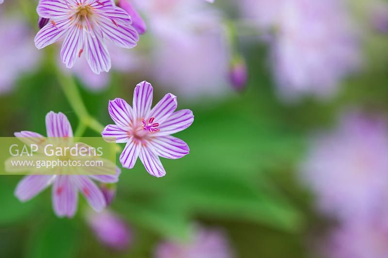 Lewisia columbiana