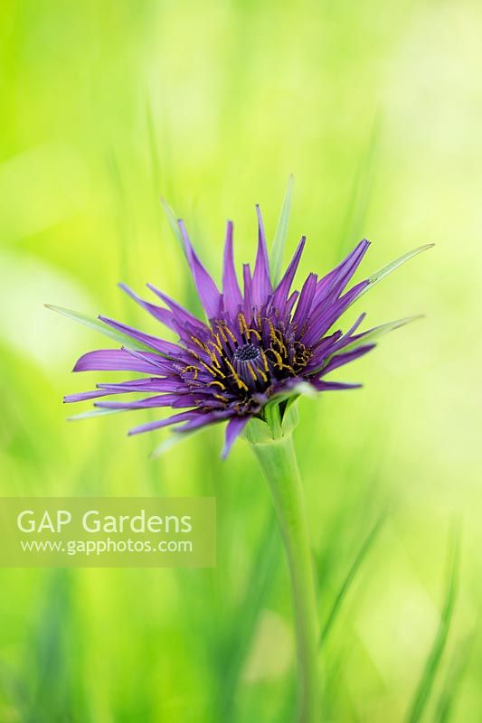 Tragopogon porrifolius - Purple Salsify