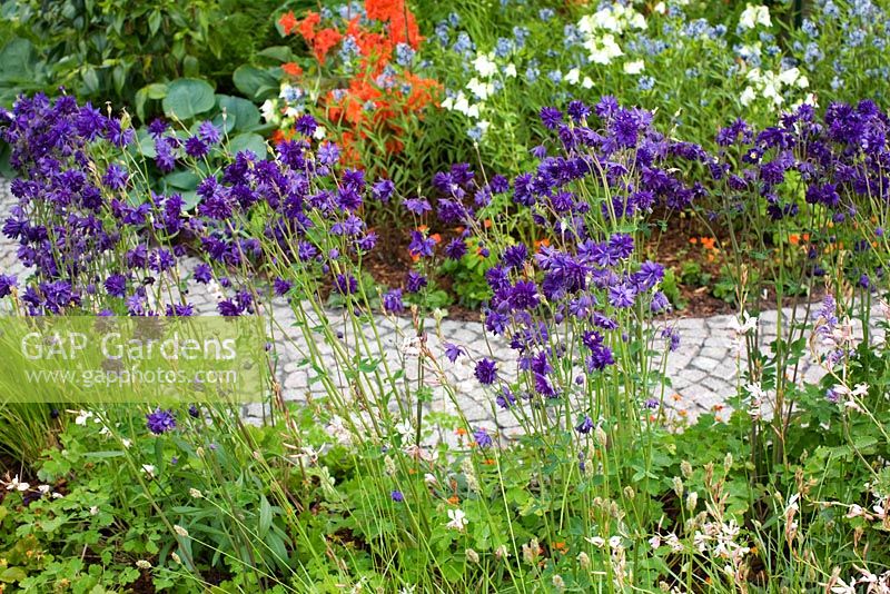 Cobbled stone path between borders including Aquilegia vulgaris 'Munstead White', Aquilegia vulgaris var. stellata 'Blue Barlow', Rhododendron, Amsonia tabernaemontana var. salicifolia, Nepeta, Geum, Salvia and ferns