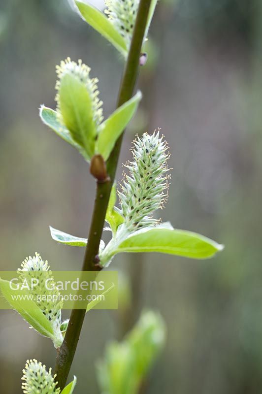 Salix cinerea X hibernica