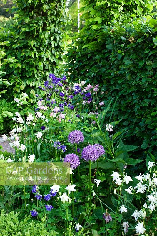 Aquilegia vulgaris 'White Barlow', Aquilegia vulgaris 'Munstead White' and Aquilegia vulgaris 'Stellata Alba'