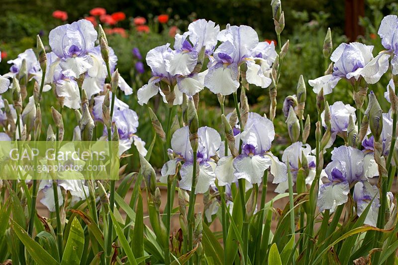 Iris 'Snow Tracery' 