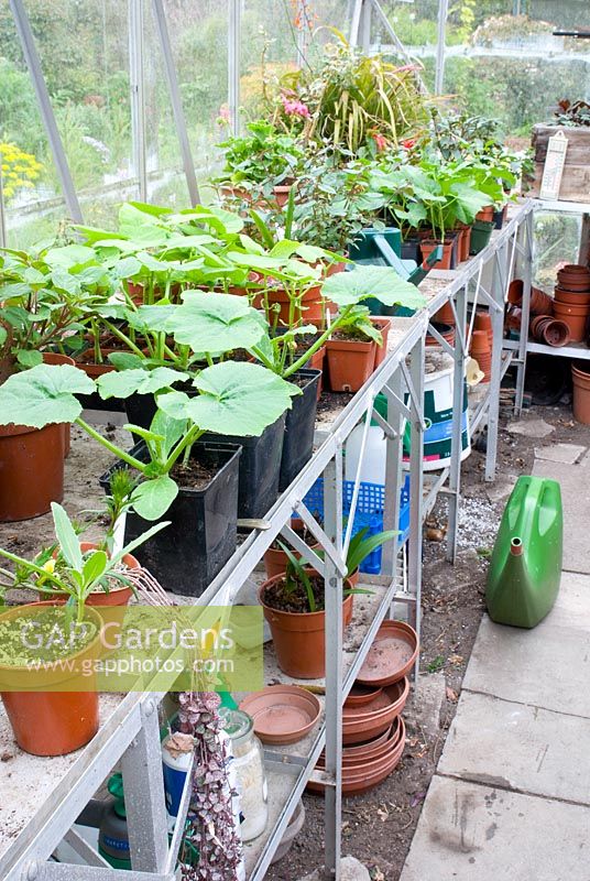 Aluminium shelving inside greenhouse with pots and young plants 