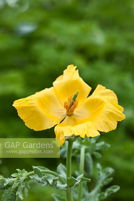Glaucium flavum - Yellow Horned Poppy, June 
