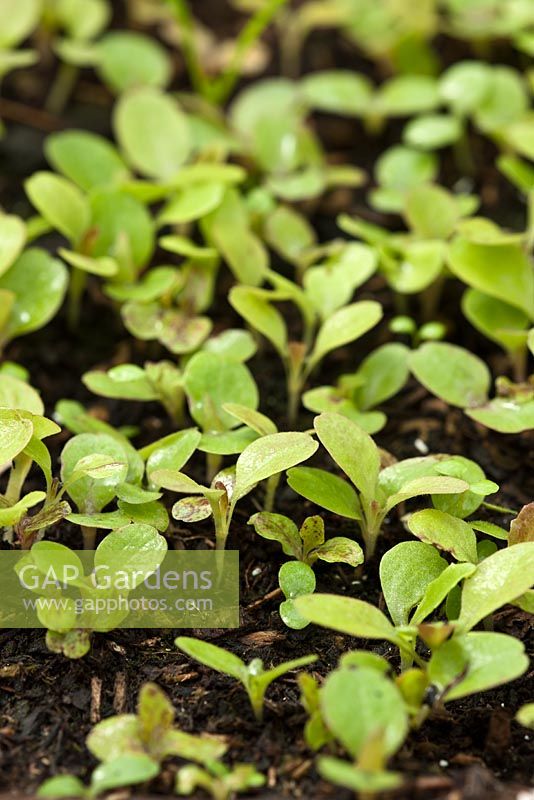Lactuca sativa - Lettuce seedlings germinating in June