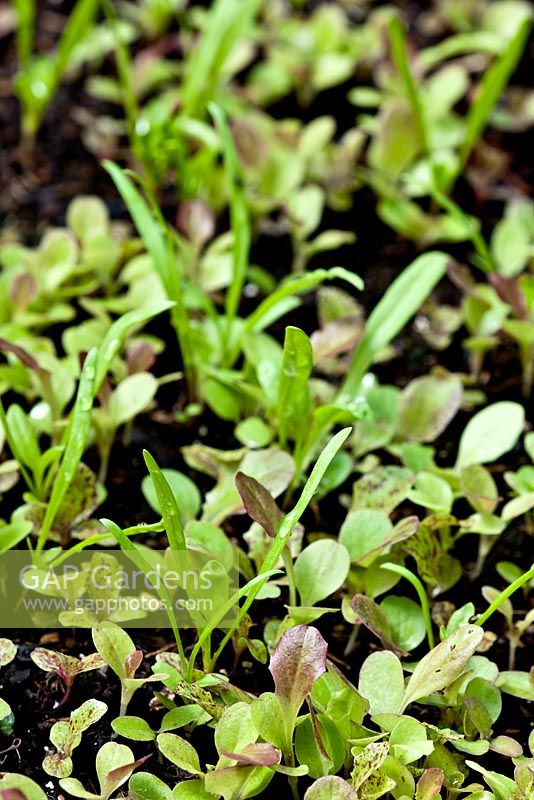 Lactuca sativa - Lettuce seedlings germinating in June
