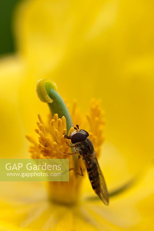 Hoverfly feeding on Glaucium flavum - Yellow Horned Poppy in June