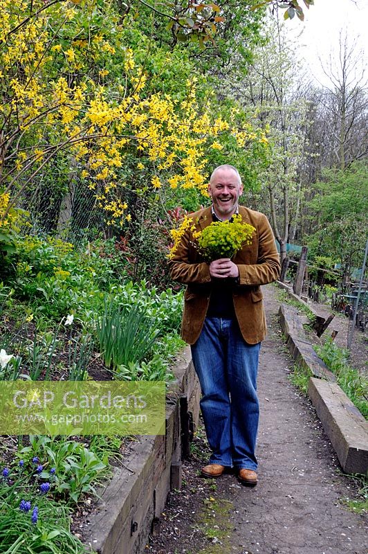 Terry, a local ward councillor, holding a bunch of Euphorbia amygdaloides - Wood Spurge in front of a Forsythia in a community garden, Olden Garden, Highbury, London Borough of Islington