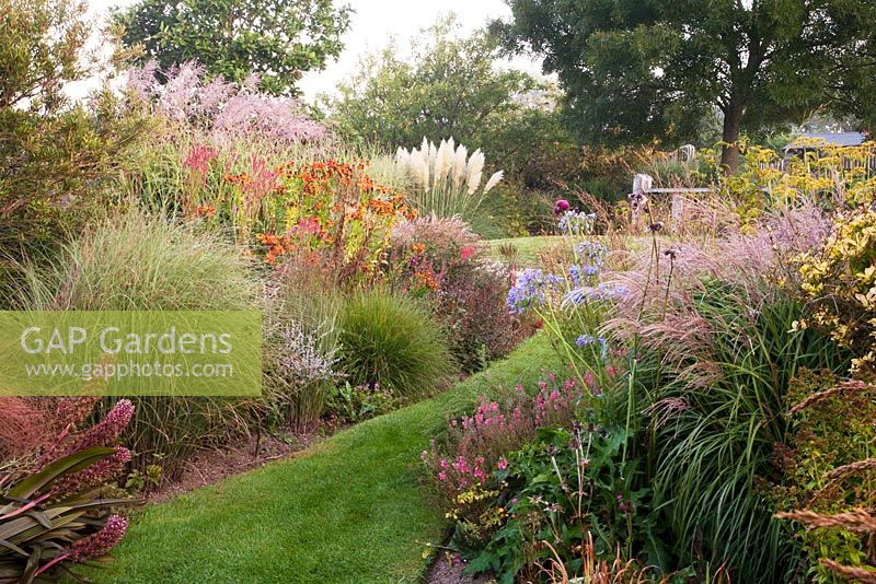 Eucomis comosa 'Sparkling Beauty', Cortaderia selloana 'Pulia', Heleniums, Agapanthus and Bupleurum in the main garden - Marchants Hardy Plants Nursery, Sussex