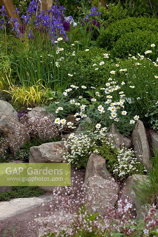 Mixed border with saxifrage, irises, margarites and carex. A Garden for Life, Malvern Spring Gardening Show 2011