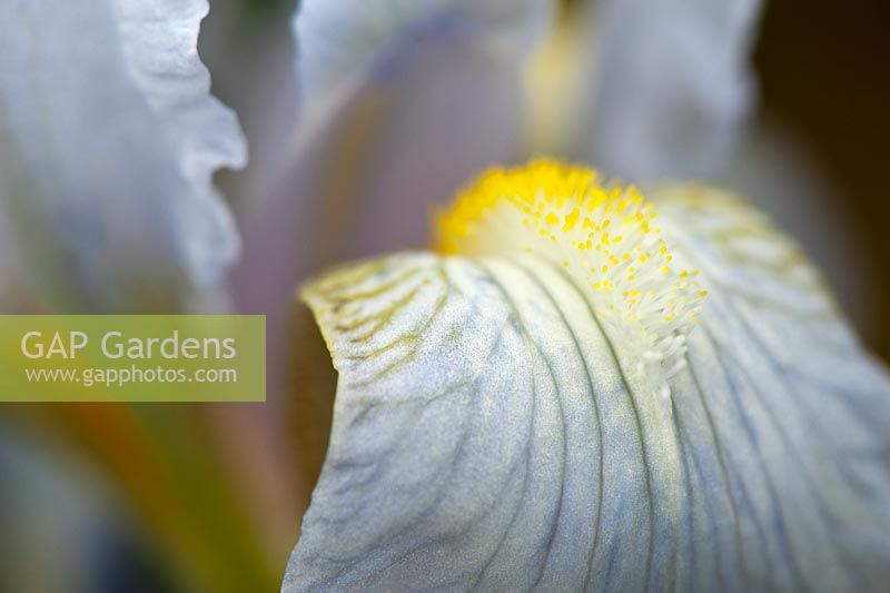 Iris florentina 'Alba'