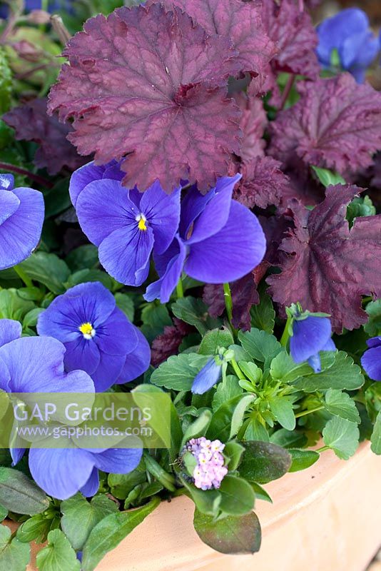 Step by step - Planting a purple and blue themed early summer container. Finished pot with Myosotis - Forget me nots, Viola 'True Blue' - Pansies, Heuchera 'Midnight Bayou' and Campanula 'Violet Belle' 
