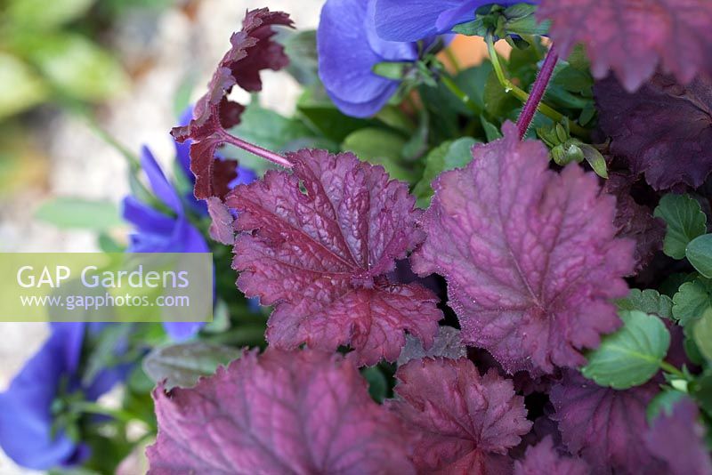 Step by step - Planting a purple and blue themed early summer container - Viola 'True Blue' - Pansies, Heuchera 'Midnight Bayou' 