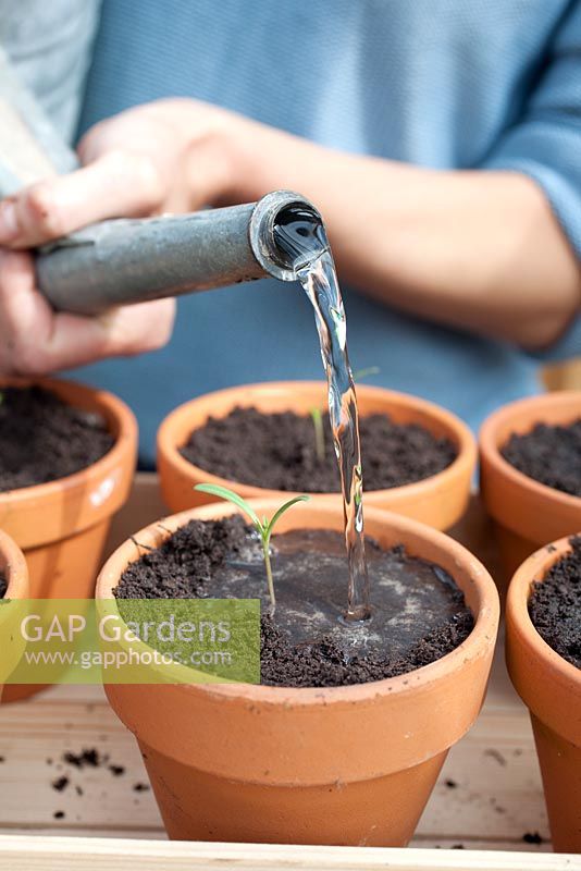 Step by step - Planting, growing on, dividing and repotting Cosmos 'Sweet Sixteen' 