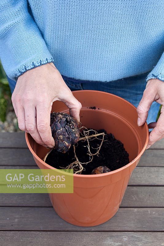 Step by step - Planting bulbs of Lilium regale in pots