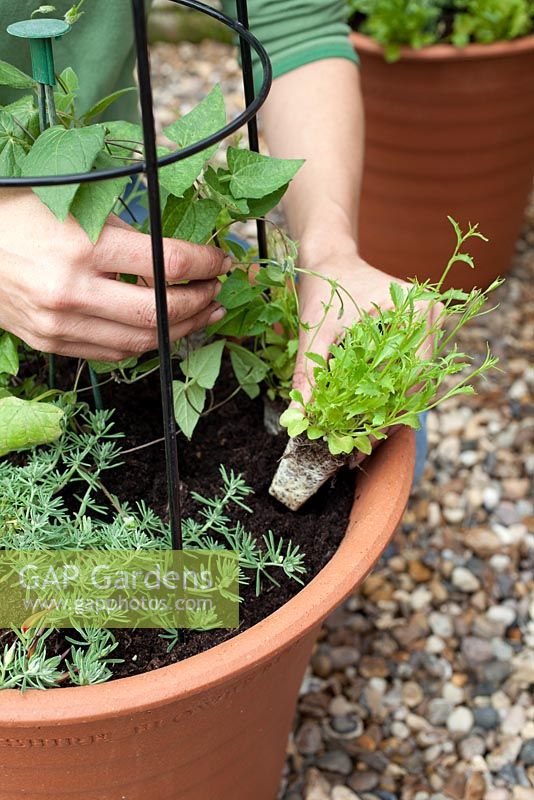 Step-by-step Planting an orange and blue themed container