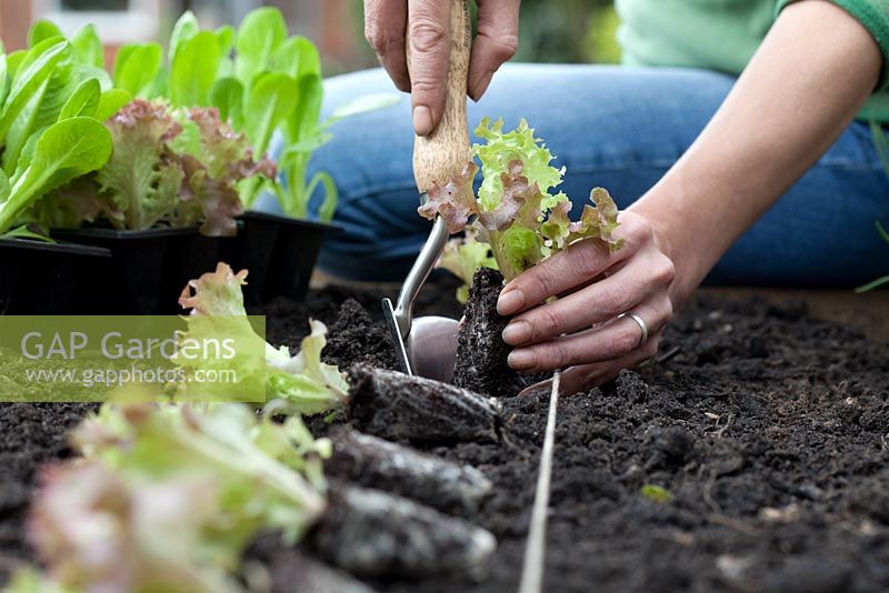 Step-by-step - Planting out plugs of Lettuces 'Lollo Rossa' in raised vegetable bed