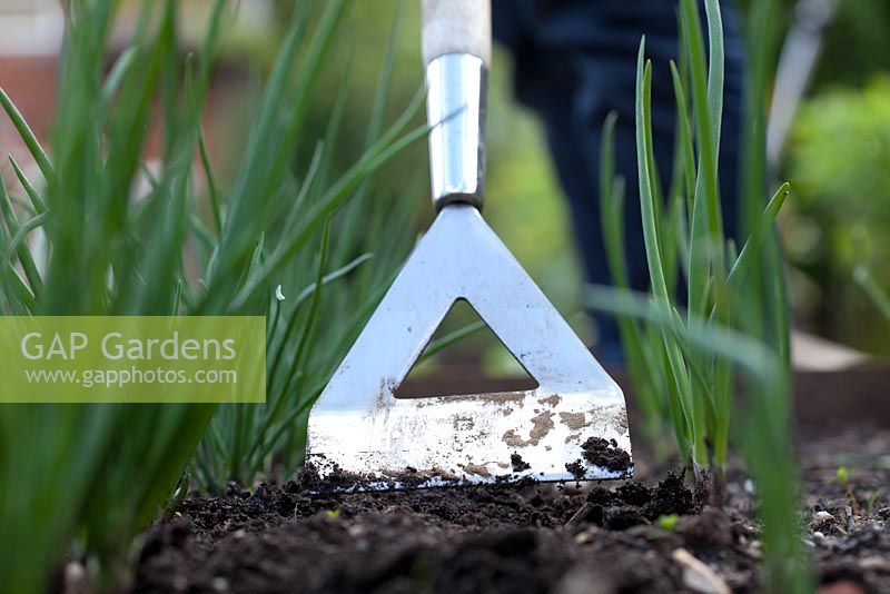 Step-by-step - Weeding Garlic 'arno' and Shallots 'Red Sin' in raised vegetable bed 