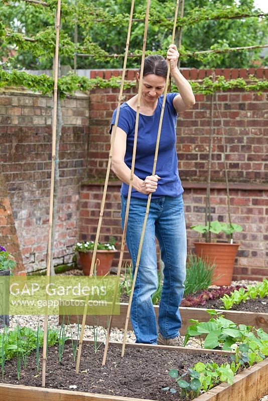 Step by step - Making a bamboo plant support and planting Runner Bean 'Desiree' in a raised bed