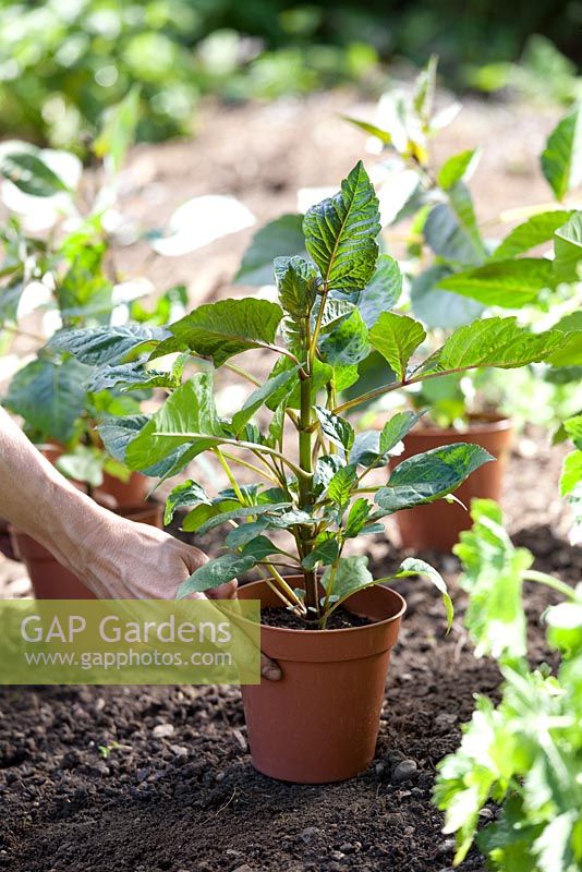 Step by step - Planting out Dahlia 'David Howard' plants in border