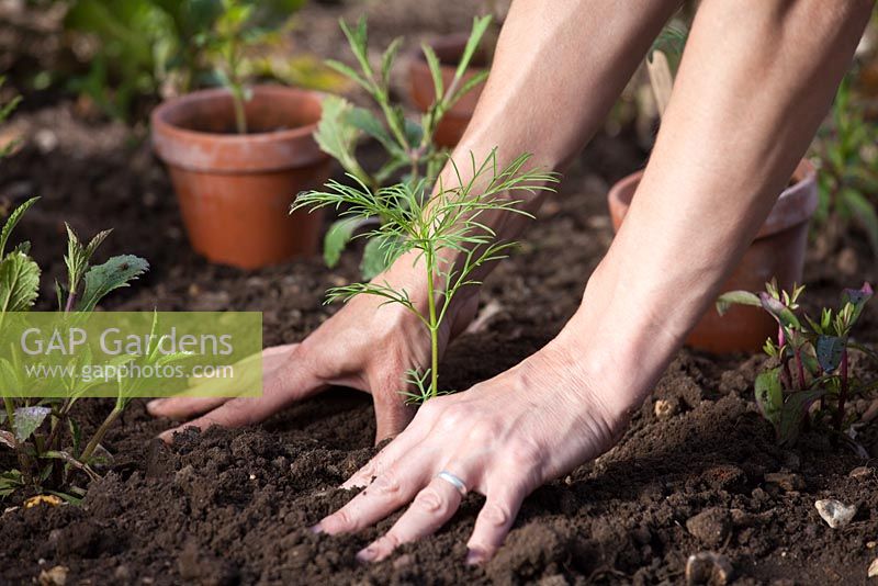 Step by step - Planting out Cosmos