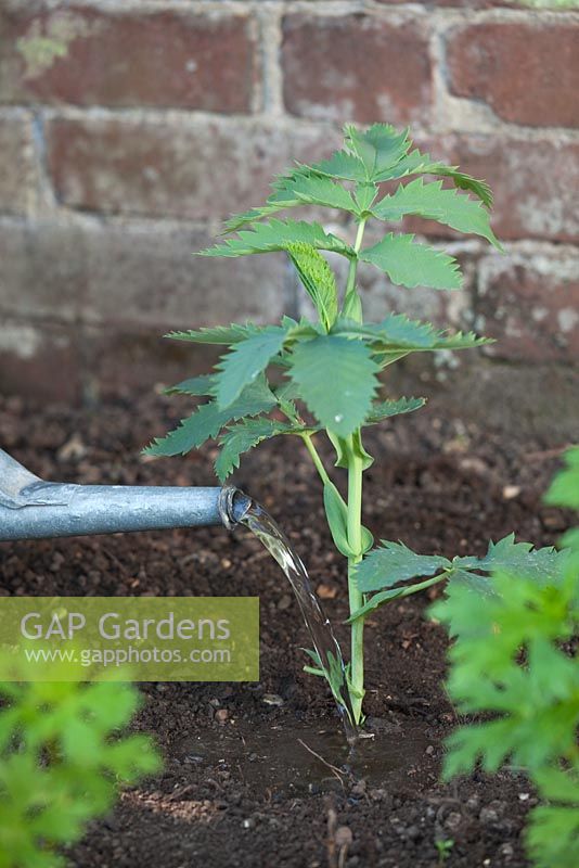 Step by step - Planting out Melianthus major, watering in