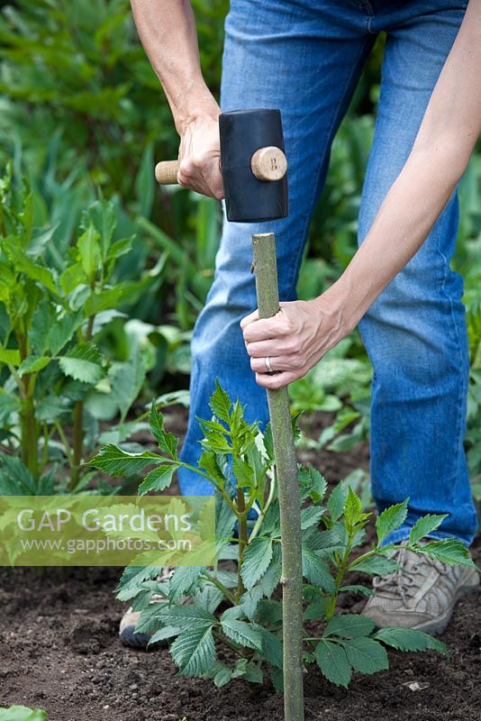 Step by step - Creating plant support with stakes and twine for Dahlia 'Arabian Night'