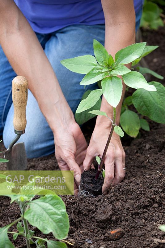 Step by step - Planting out and staking sunflowers