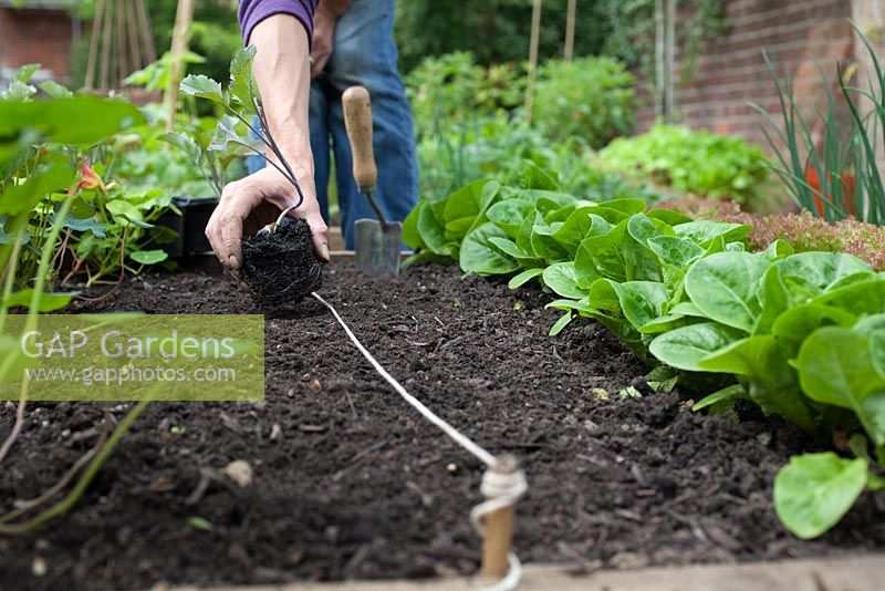 Planting out Broccoli 'Early Purple Sprouting' in raised vegetable bed