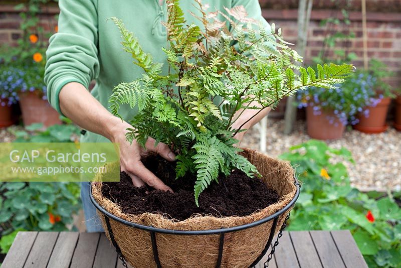 Step-by-step - Planting a shade loving hanging basket