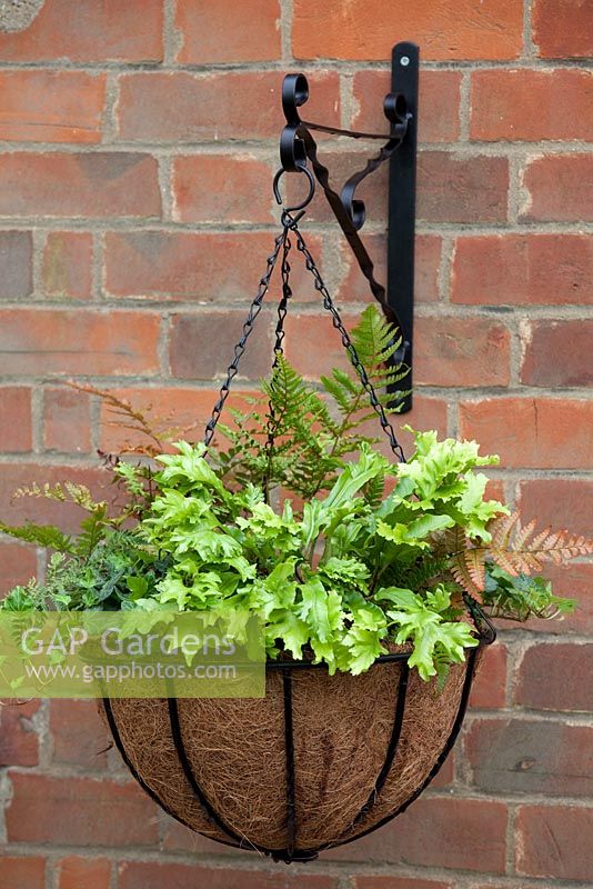 Step-by-step - Planting a shade loving hanging basket