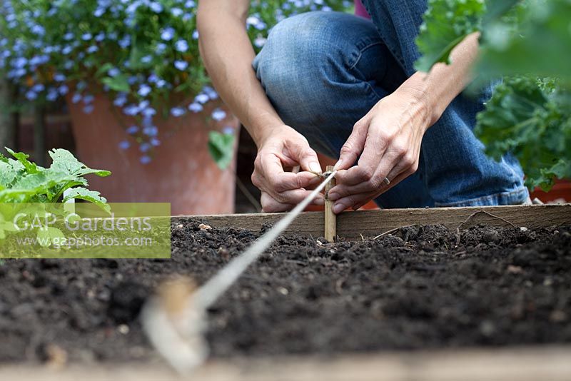 Step-by-step - Planting spring greens from seed in a raised vegetable bed