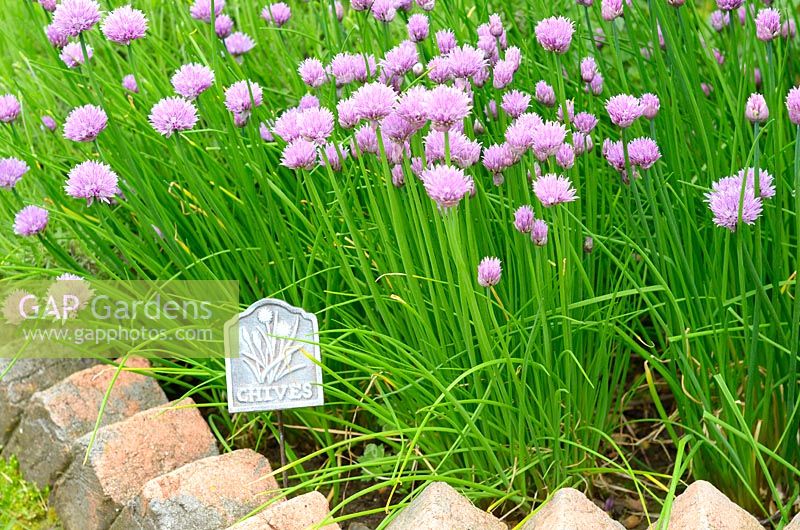 Allium schoenoprasum - Chives in flower with metal plant label, brick lined border Norfolk, UK