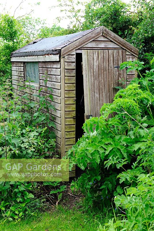 GAP Gardens - Overgrown garden shed, Norfolk, UK, June - Image No: 0327828 - Photo by Gary Smith