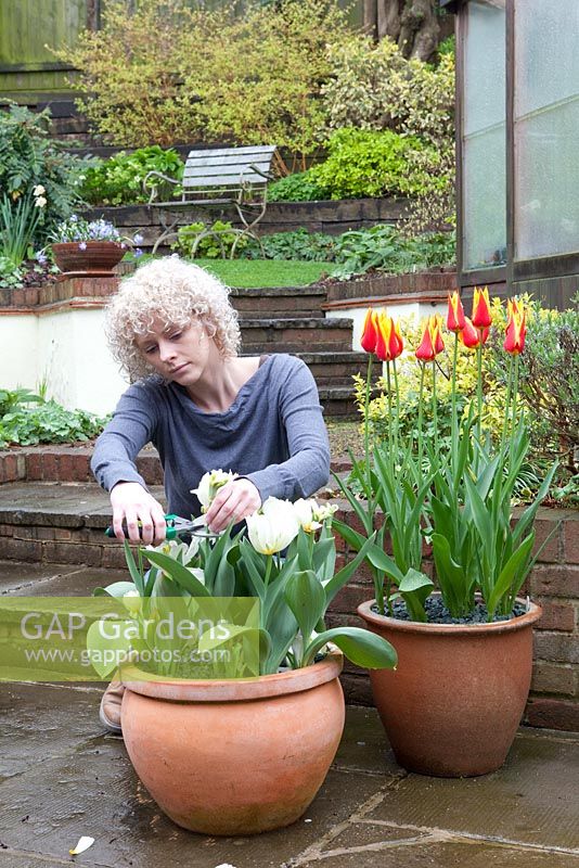 Lady dead-heading tulips in terracotta container