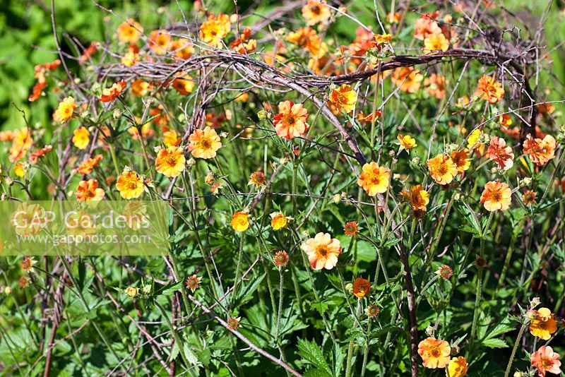 Geum supported by woven twiggy pea sticks