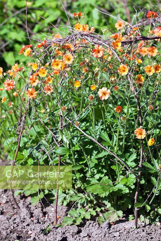 Geum supported by woven twiggy pea sticks