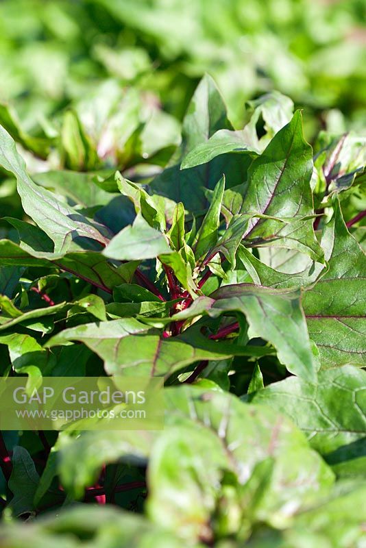 Spinacia oleracea - Spinach 'Bordeaux'