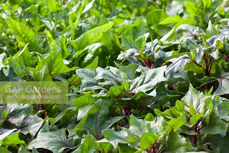 Spinacia oleracea - Spinach 'Bordeaux' and Spinach 'Galaxy'