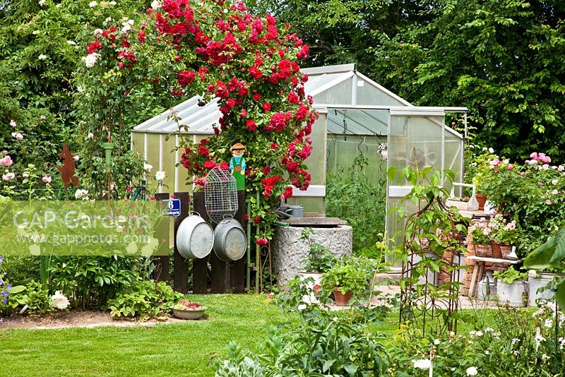 Glass house with climbing roses, a granite trough and tin tubs, Lychnis coronaria and Paeonia