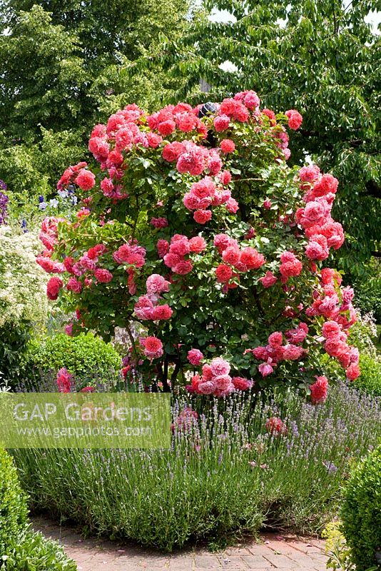 Rosa 'Rosarium Uetersen underplanted with Lavender