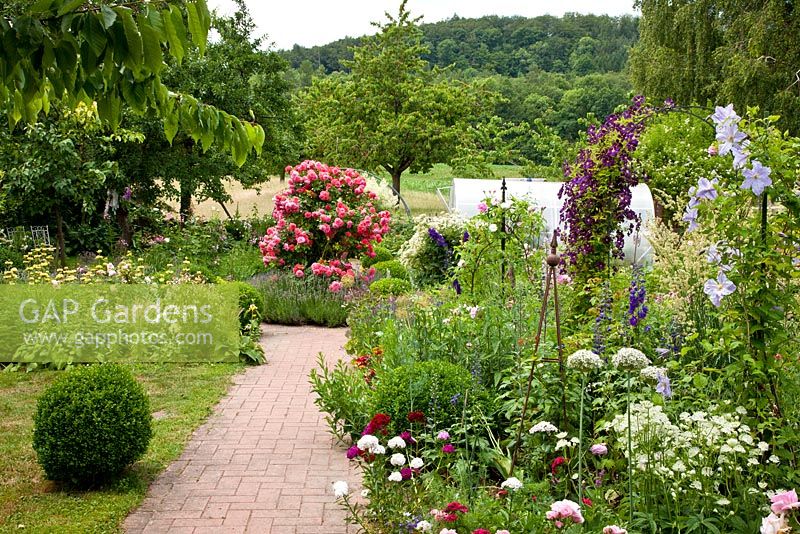 Paved garden path next to perennial borders. Plants are Rosa 'Rosarium Uetersen', Astrantia,  Buxus, Dianthus barbatus,  Lavandula angustifolia and Phlomis russeliana