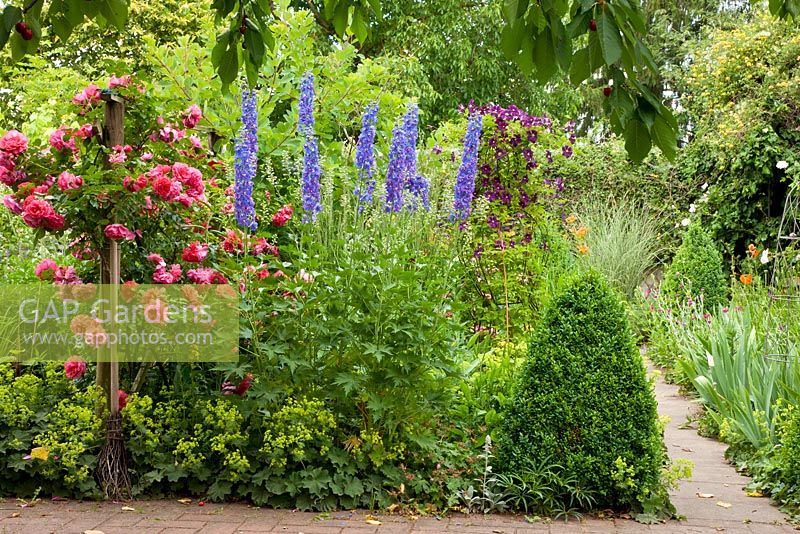 Mixed border with Rosa 'Leonardo da Vinci', 'Rosarium Uetersen', Buxus and Delphinium Elatum-Grp