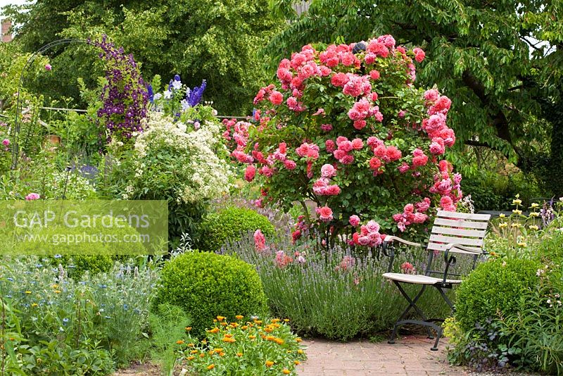 Garden chair next to shrub rose and lavender. Rosa 'Rosarium Uetersen', Buxus, Calendula officinalis, Clematis, Clematis_recta, Lavandula angustifolia and Nigella damascena 