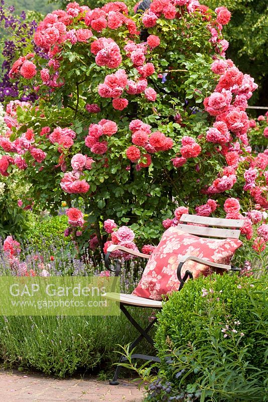 Garden chair next to shrub rose and lavender. Rosa 'Rosarium Uetersen', Buxus and Lavandula angustifolia