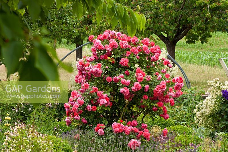 Shrub rose 'Rosarium Uetersen' 