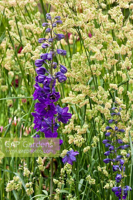 Delphinium and Holcus mollis