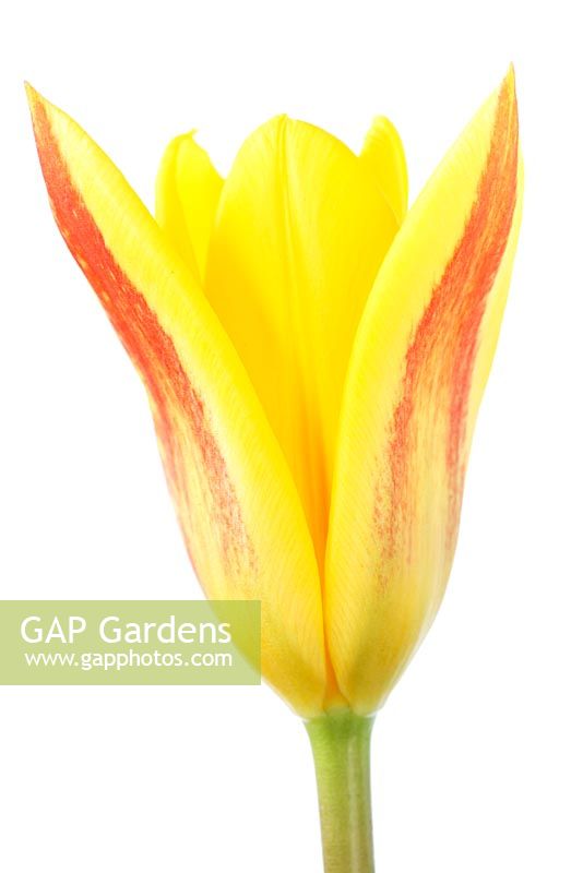 Tulipa 'Giuseppe Verdi'. Tulip Kaufmanniana Group