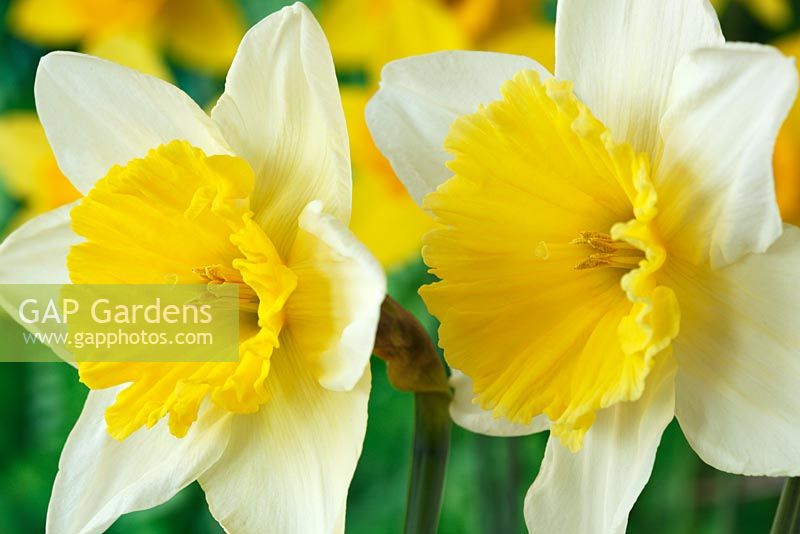 Narcissus 'Ice Follies'. Daffodil Div 2 Large-cupped 